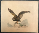 Gravure originale sur acier rehaussée à l'aquarelle "La Chouette" milieu 19ème Siècle par Pardinel d'après Edouard Traviés