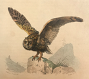 Gravure originale sur acier rehaussée à l'aquarelle "La Chouette" milieu 19ème Siècle par Pardinel d'après Edouard Traviés